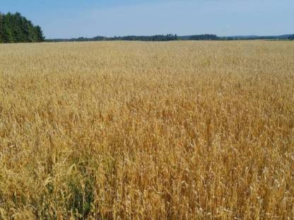Gerste/Hafer und Weizen/Triticale
