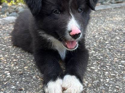 Reinrassige Border Collie Welpen – geboren am 20. Mai