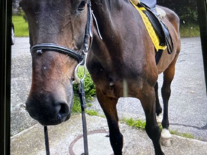 Warmblut-Wallach