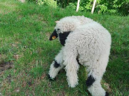 Bild 4:Walliser Schwarznasenschafe