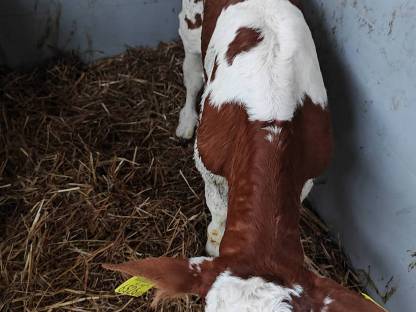Stierkalb Fleckvieh Bio