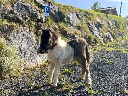 Bild 9:Liebe Minishetlandponystute mit Fohlen zu vergeben