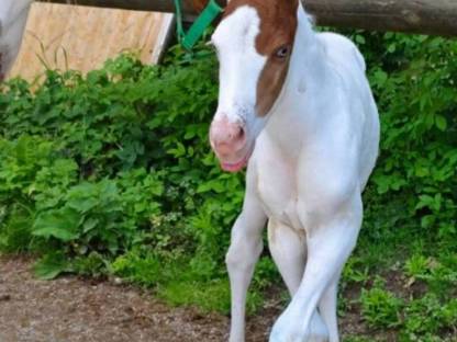 Bild 2:Quarter/Paint Horse und Mix Fohlen