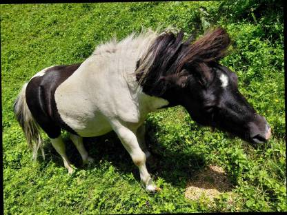 Bild 3:Mini Shetty Hengst