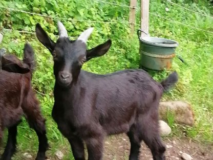 Bild 5:Kitzböcke, Aosta-Mischling