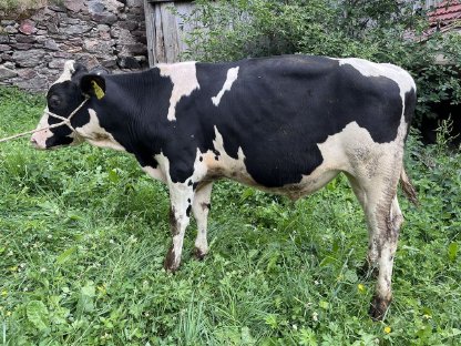 Bild 4:Zuchtstier Holstein und Red Holstein