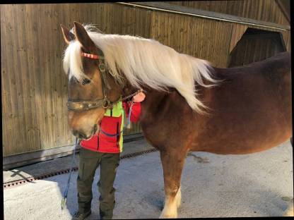 Bild 6:Noriker Stute Dunkelfuchs trächtig