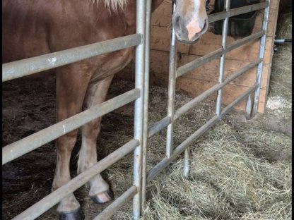 Bild 3:Wunderschöner Noriker Hengstjährling