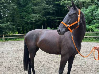 Warmblutstute