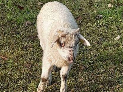 Bild 6:Bio Waldschafe