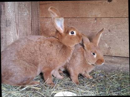 Rote Neuseeländer Kaninchen