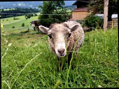 Bild 5:Quessantschafe