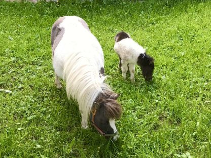Bild 6:Liebe Minishetlandponystute mit Fohlen zu vergeben