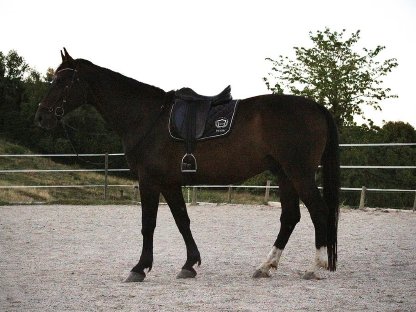 Wunderschönes Warmblut zu verkaufen