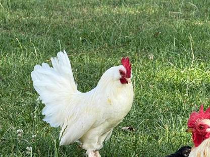 Bild 2:Hahn 2025 (Serama Bartzwerg Mischling)