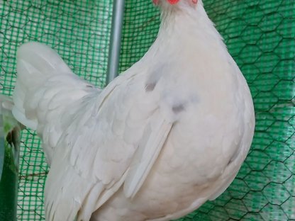 Verkaufe oder tausche Serama-Paar