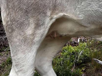 Bild 2:Bio Grauviehkalbin hornlos