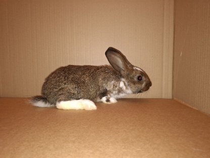 Kaninchen Mischling/Fleischhasen