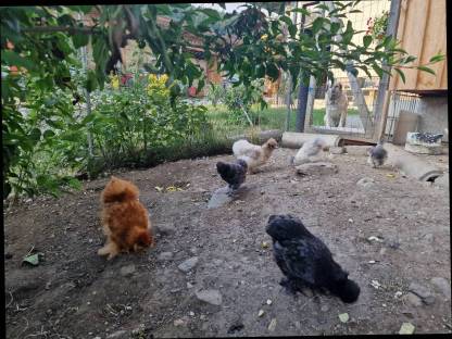 Bild 4:Zwergseidenhühner