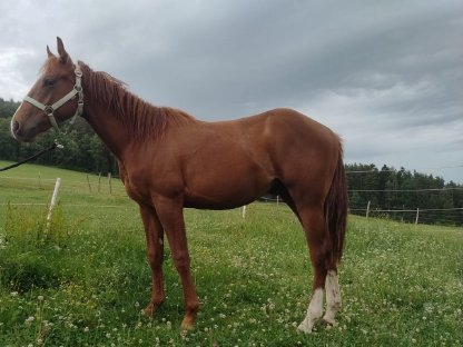 Bild 5:Hengstfohlen Electric Snow