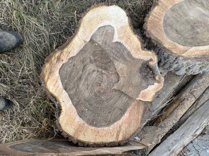 Bild 2:Nussbaumscheiben