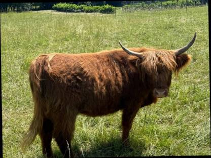 Bild 4:Highland-Rinder (Färsen), 1-5 Jahre, teils trächtig
