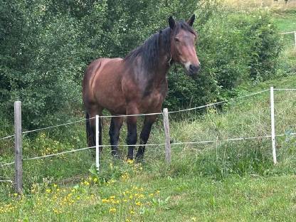 Bild 2:Norikerstute Kiara