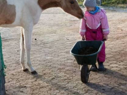 Bild 4:Quarab Fohlen Wallach