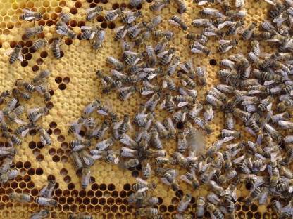 Bild 2:BIO Bienen Ableger, Wirtschaftsvölker, Königinnen