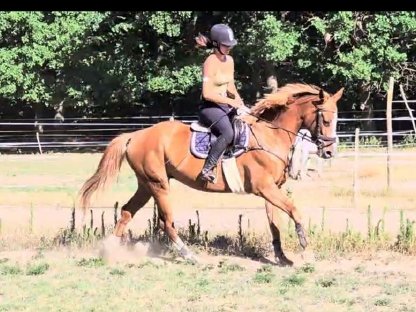 Bild 4:Liebe 6-j. Kisberi Stute