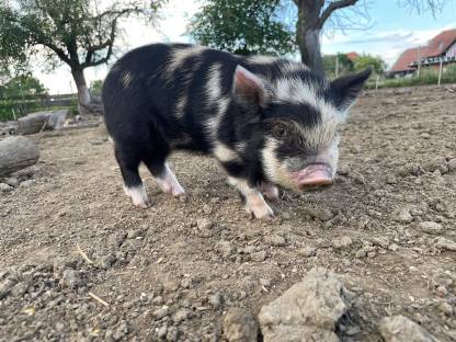 BIO Mini-Kune-Kune-Ferkel