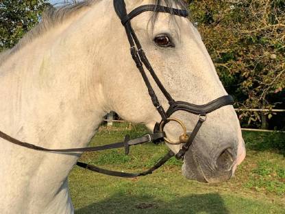 Lusitano Wallach