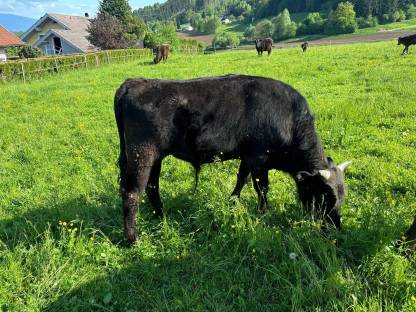 Wagyu-Stier