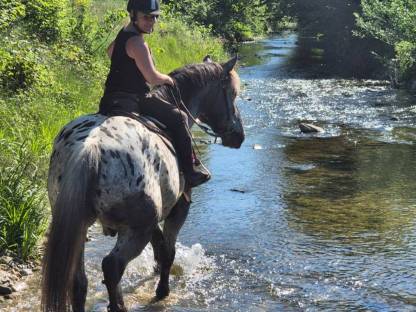 Bild 5:Lord und Jolly suchen Mitreiter