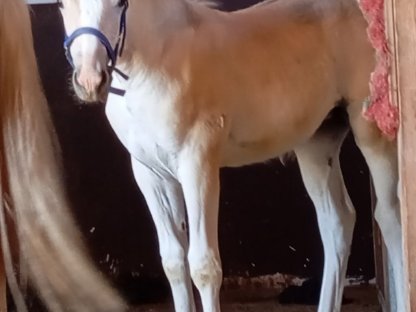 Haflinger Stutfohlen