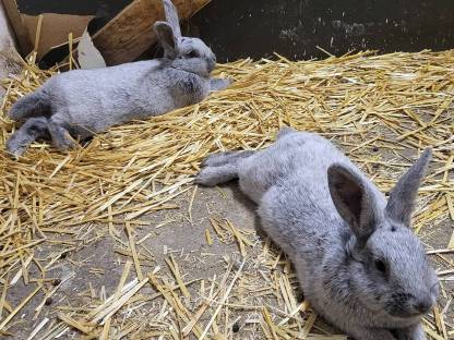 Bild 2:Kleinsilber Hell