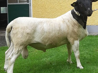 Dorper Jungbock