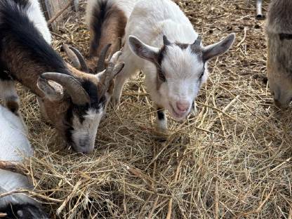 Bild 4:Zwergziegenböcke