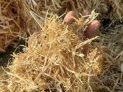 Bild 8:Stroh Gemulcht