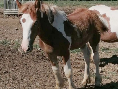 Bild 5:Irish Cob Fohlen, Tinker, Hengst