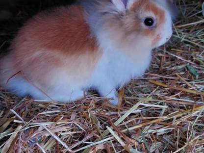 Bild 4:Halb Angora Kaninchen