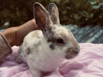 Bild 7:Kleinrexe, Kaninchen (Jungtiere)