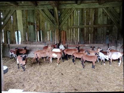 Bild 3:Kamerunschafe und Black Bally Mix