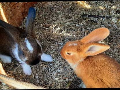 Roter Neuseeländer, Riesenscheck Kaninchen