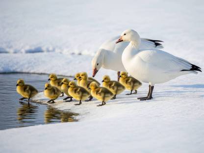 Bild 4:Atlantische Schneegans (Anser caerulescens atlanticus)