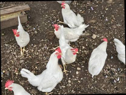 26 junge Legehennen Leghorn 23 Wochen alt