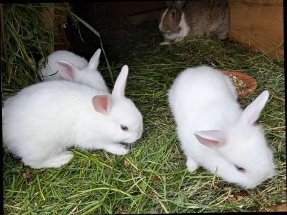 Bild 8:Zwergkaninchen zu verkaufen