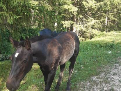 Bild 3:Norika Rappstutfohlen.