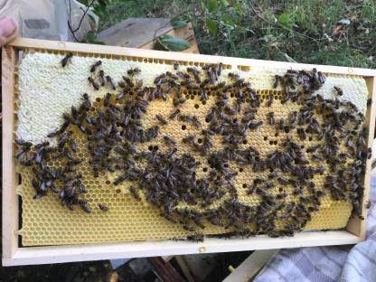 Bild 4:Ableger, Bienenvölker, Bienenkönigin