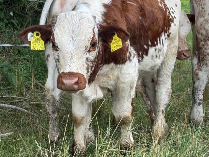 Bild 4:Pustertaler Sprinzen Stierkalb